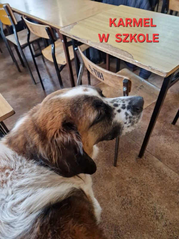 Spotkanie z behawiorystką