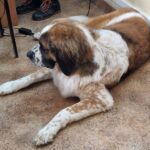 Spotkanie z behawiorystką