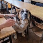 Spotkanie z behawiorystką