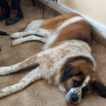 Spotkanie z behawiorystką