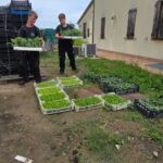 Ogrodnicy i technicy architektury krajobrazu na praktykach w ramach projektu Erasmus +